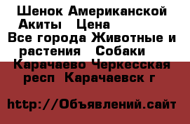 Шенок Американской Акиты › Цена ­ 35 000 - Все города Животные и растения » Собаки   . Карачаево-Черкесская респ.,Карачаевск г.